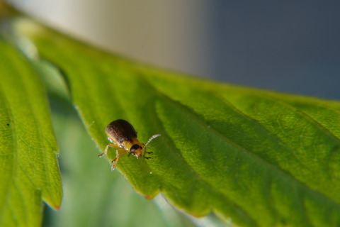 Folivory has long-term effects on sexual but not on asexual reproduction in woodland strawberry