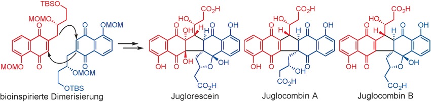 Total Syntheses of Juglorescein and Juglocombins A and B