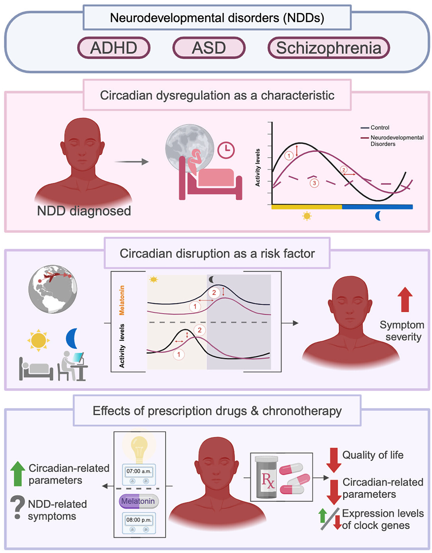 The circadian system: A neglected player in neurodevelopmental disorders