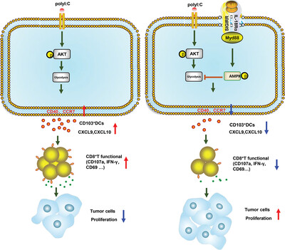 Interleukin-37 promotes DMBA/TPA skin cancer through SIGIRR-mediated inhibition of glycolysis in CD103+DC cells