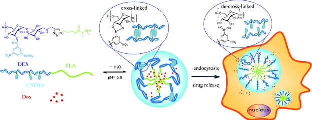 Boronic Acid Shell-Crosslinked Dextran-b-PLA Micelles for Acid-Responsive Drug Delivery