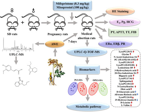 Metabolomics study of Angelica sinensis (Oliv.) Diels on the abnormal uterine bleeding rats by ultra-performance liquid chromatography–quadrupole–time-of-flight mass spectrometry analysis