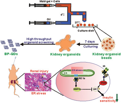 Black Phosphorus Quantum Dots Cause Nephrotoxicity in Organoids, Mice, and Human Cells