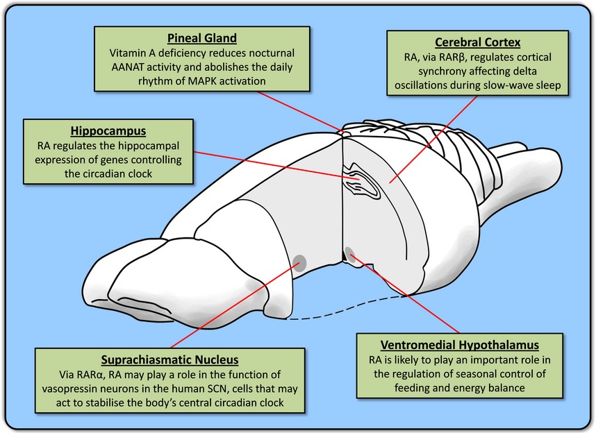 The rhythm of retinoids in the brain
