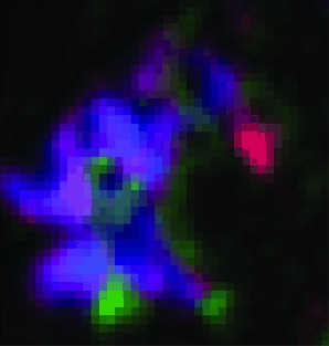 Nanoscale Chemical Imaging of the Reduction Behavior of a Single Catalyst Particle
