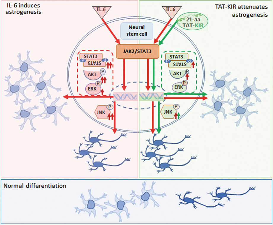 Kinase inhibit region of SOCS3 attenuates IL6-induced proliferation and astrocytic differentiation of neural stem cells via cross talk between signaling pathways