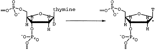 Scission of DNA with Bis(1,10-phenanthroline)copper without Intramolecular Hydrogen Migration