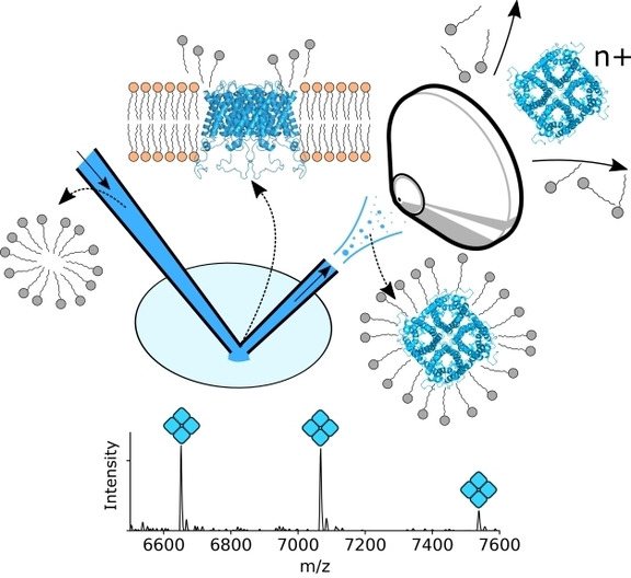 Native Ambient Mass Spectrometry of an Intact Membrane Protein Assembly and Soluble Protein Assemblies Directly from Lens Tissue