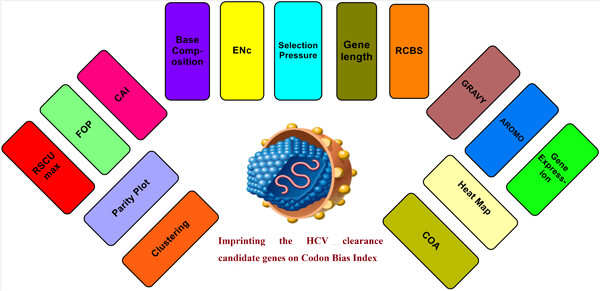 Codon usage of human hepatitis C virus clearance genes in relation to its expression