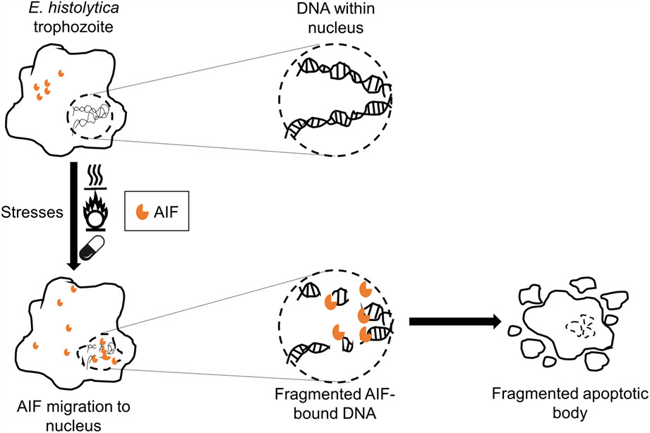 Apoptosis-inducing factor-like protein-mediated stress and metronidazole-responsive programmed cell death pathway in Entamoeba histolytica