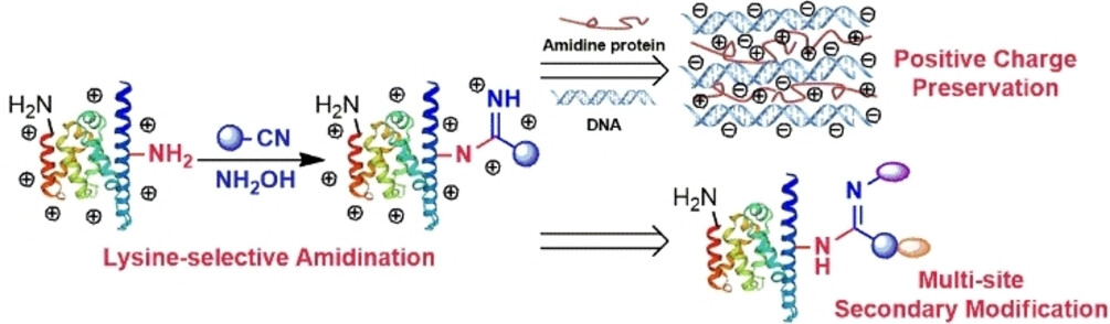 A Hydroxylamine-Mediated Amidination of Lysine Residues That Retains the Protein's Positive Charge