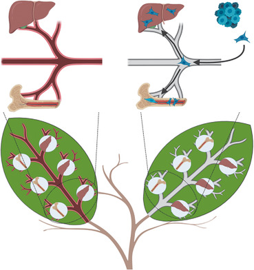 Human-on-Leaf-Chip: A Biomimetic Vascular System Integrated with Chamber-Specific Organs