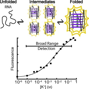 Decrease in RNA Folding Cooperativity by Deliberate Population of Intermediates in RNA G-Quadruplexes