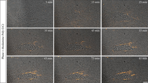 Details are in the caption following the image Details are in the caption following the image