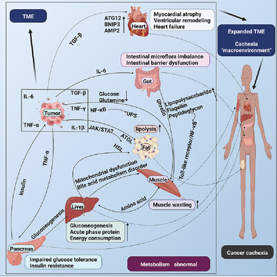 Targeting cancer cachexia: Molecular mechanisms and clinical study