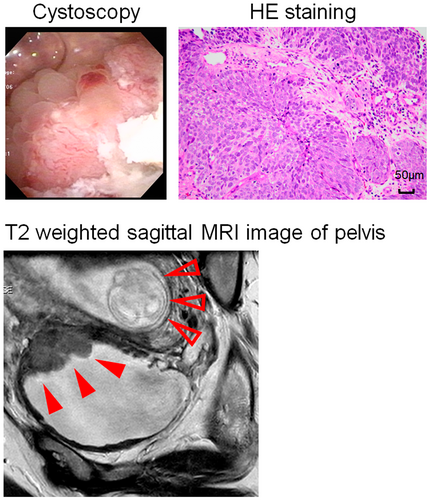 Details are in the caption following the image Details are in the caption following the image