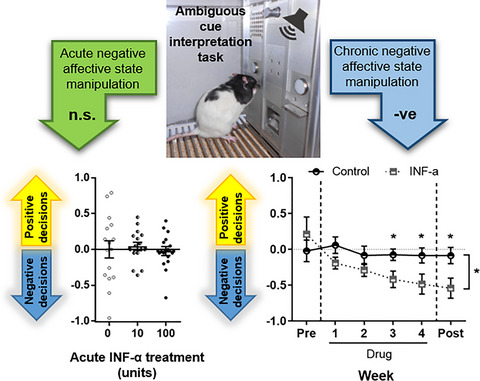 Effects of pro-depressant and immunomodulatory drugs on biases in decision-making in the rat judgement bias task