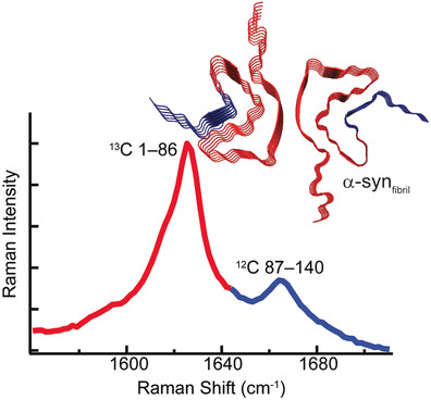 Segmental 13C-Labeling and Raman Microspectroscopy of α-Synuclein Amyloid Formation