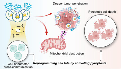Communicative Nanomotors Reprogram Cancer Cell Death via Pyroptosis