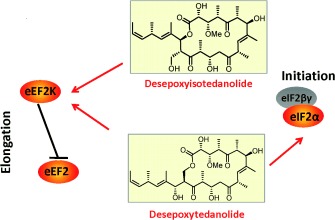 The Synthesis and Biological Evaluation of Desepoxyisotedanolide and a Comparison with Desepoxytedanolide
