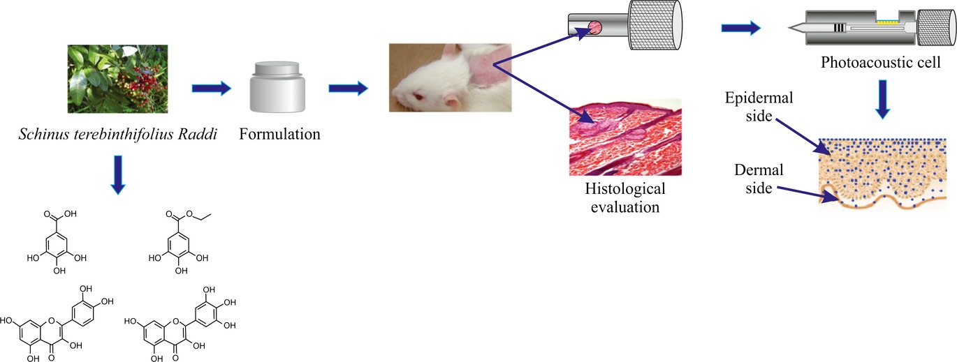 Evaluation of Photoprotective Potential and Percutaneous Penetration by Photoacoustic Spectroscopy of the Schinus terebinthifolius Raddi Extract