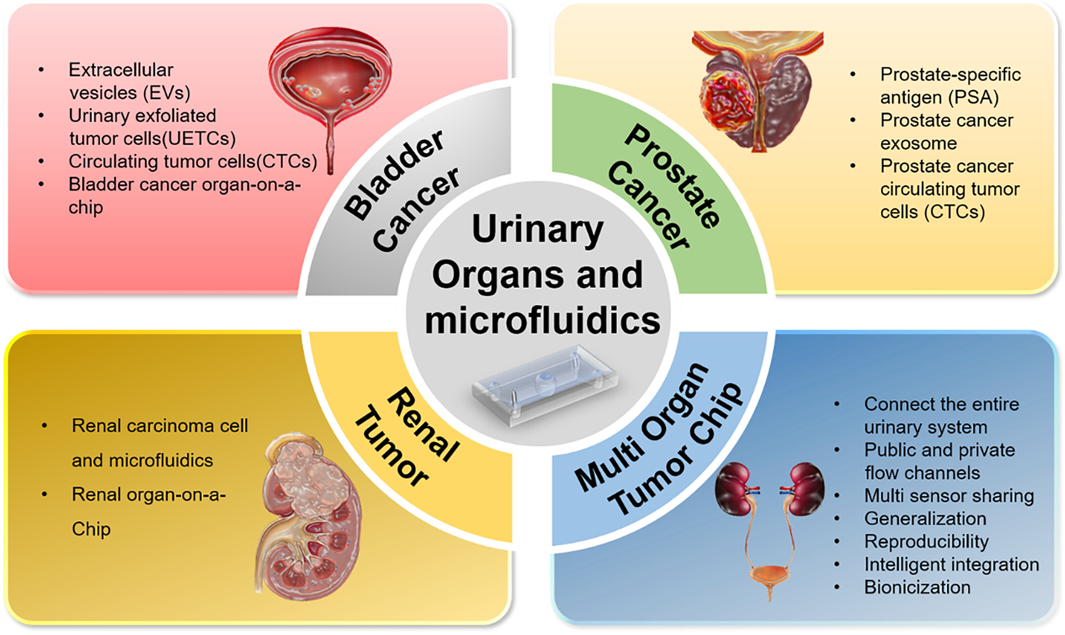 The Application of Microfluidic Chips in Primary Urological Cancer: Recent Advances and Future Perspectives