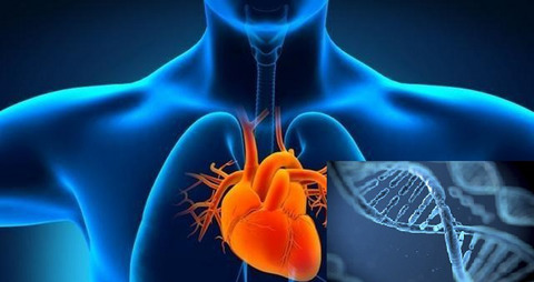APOE gene ɛ4 allele (388C-526C) effects on serum lipids and risk of coronary artery disease in southern Chinese Hakka population