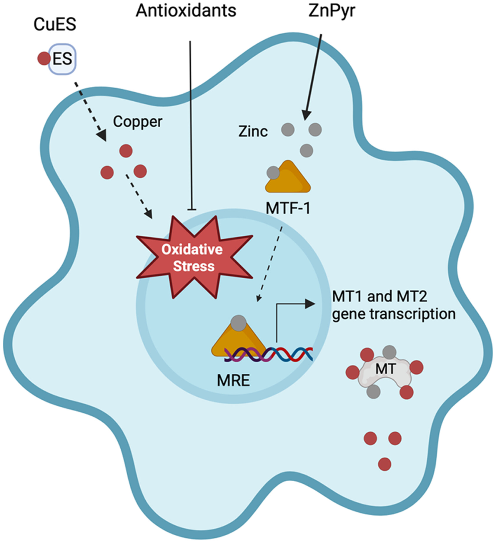 Copper induces neuron-sparing, ferredoxin 1-independent astrocyte toxicity mediated by oxidative stress