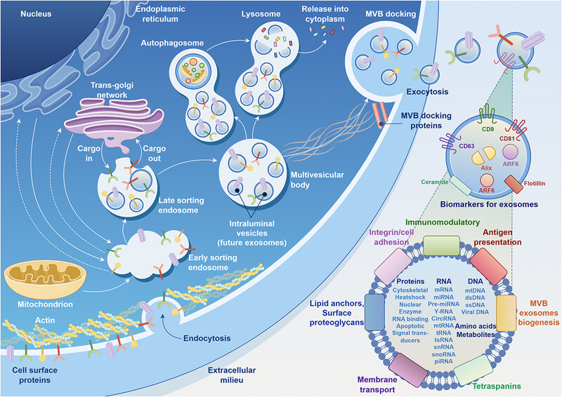 Circular RNAs in human diseases