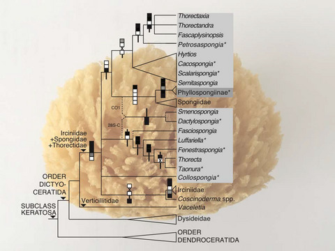 Soft sponges with tricky tree: On the phylogeny of dictyoceratid sponges