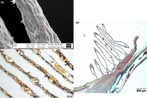 Details are in the caption following the image Details are in the caption following the image