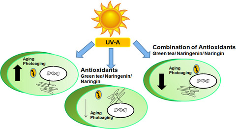 Analyzing the Synergistic Effects of Antioxidants in Combating Photoaging Using Model Nematode, Caenorhabditis elegans
