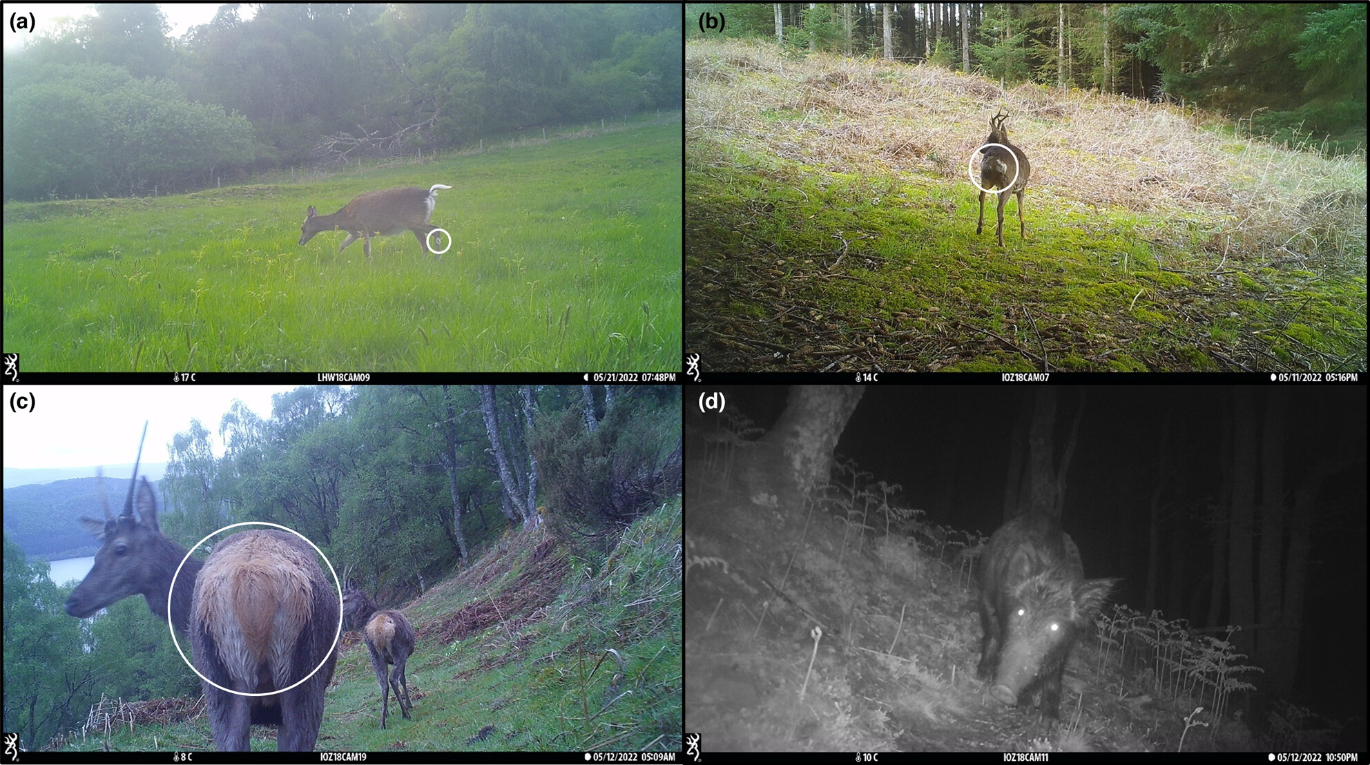 Land cover preferences and spatiotemporal associations of ungulates within a Scottish mammal community