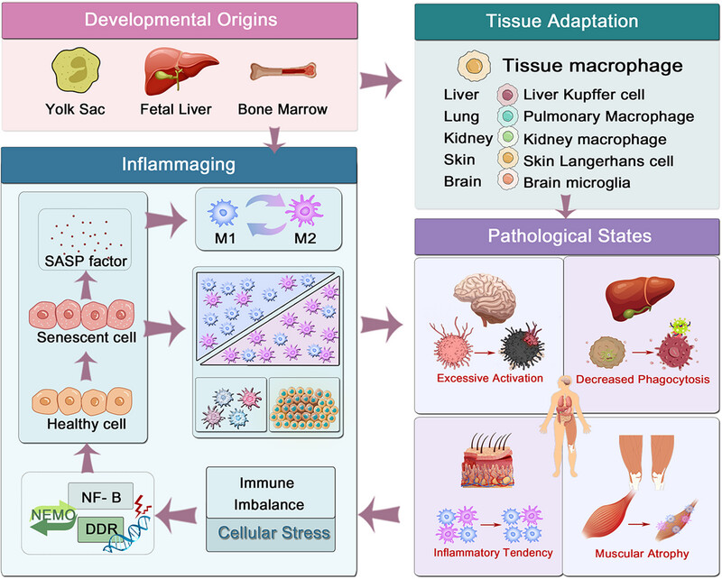 Macrophages: Subtypes, Distribution, Polarization, Immunomodulatory Functions, and Therapeutics