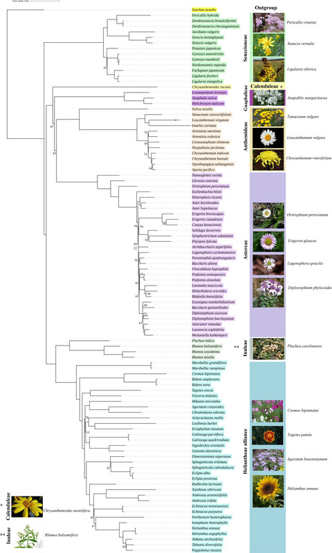 Comparative plastome analysis of Blumea, with implications for genome evolution and phylogeny of Asteroideae