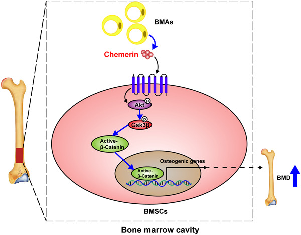 Chemerin located in bone marrow promotes osteogenic differentiation and bone formation via Akt/Gsk3β/β-catenin axis in mice