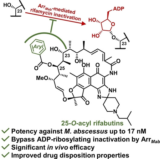 Redesign of Rifamycin Antibiotics to Overcome ADP-Ribosylation-Mediated Resistance