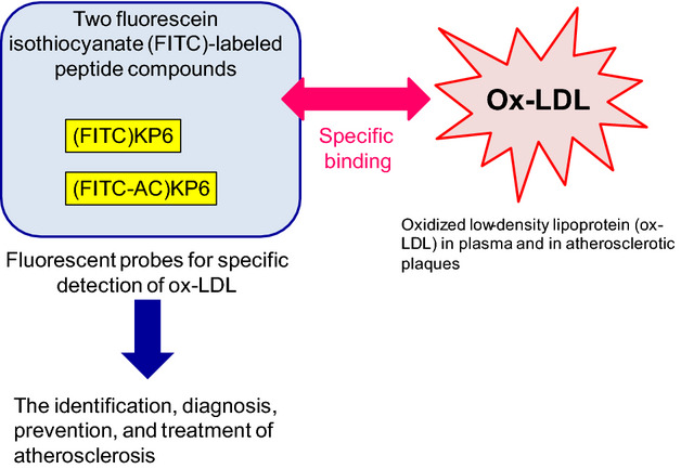 Novel Fluorescently Labeled Peptide Compounds for Detection of Oxidized Low-Density Lipoprotein at High Specificity