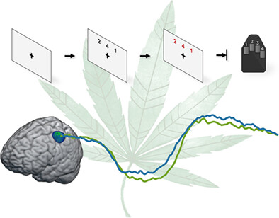 Regular cannabis use alters the neural dynamics serving complex motor control