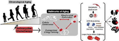 Anthracycline chemotherapy-mediated vascular dysfunction as a model of accelerated vascular aging