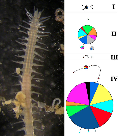 A complex species complex: The controversial role of ecology and biogeography in the evolutionary history of Syllis gracilis Grube, 1840 (Annelida, Syllidae)