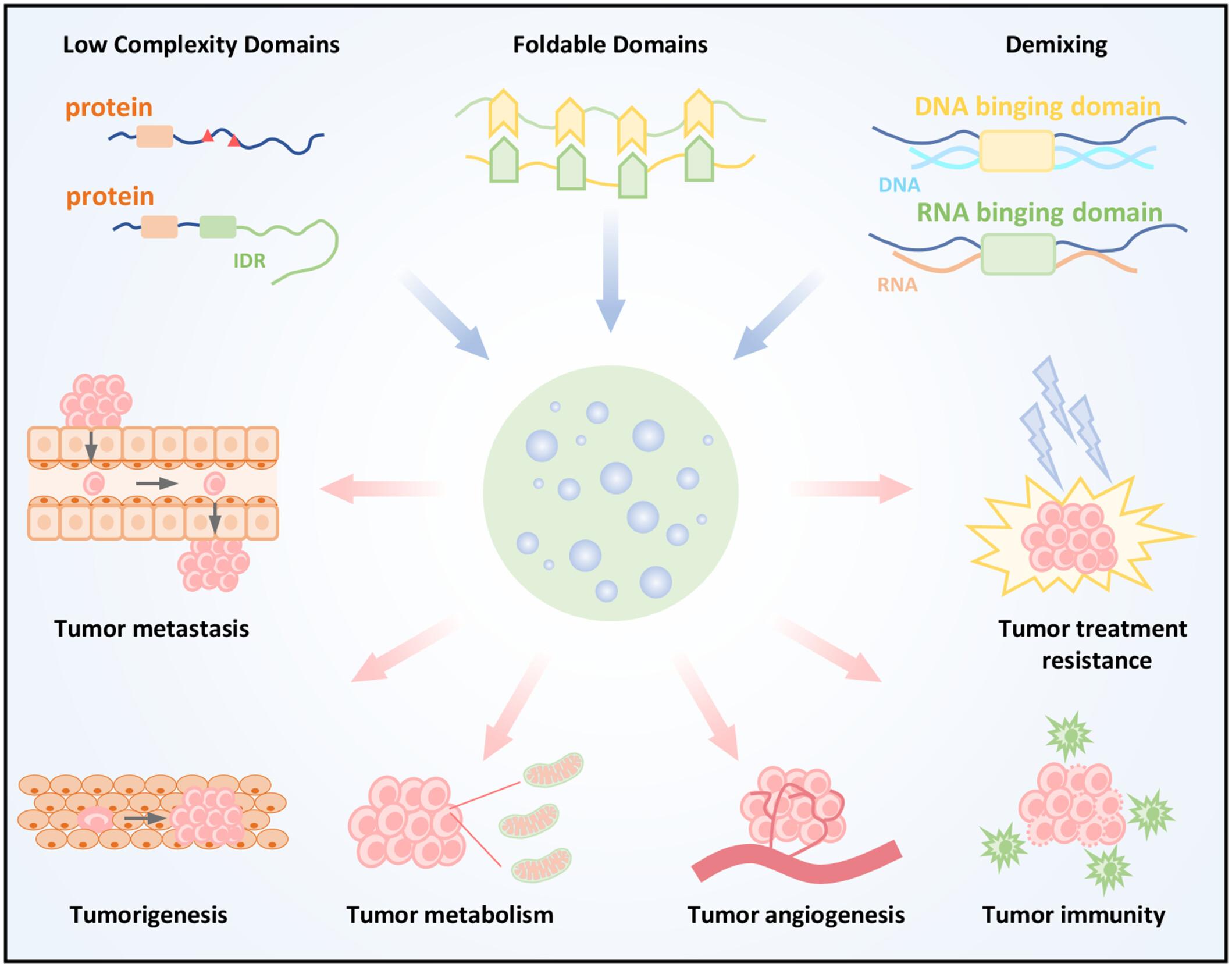 Phase Separation: A New Dimension to Understanding Tumor Biology and Therapy