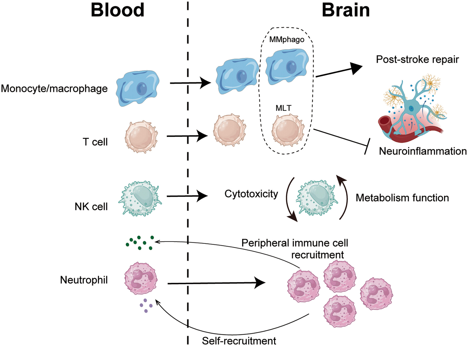 Novel subsets of peripheral immune cells associated with promoting stroke recovery in mice