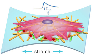 Stretchable Electrochemical Sensors: From Electrode Fabrication to Cell Mechanotransduction Monitoring†