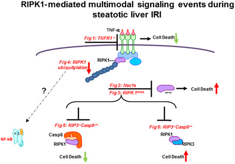 Influence of Fat on Differential Receptor Interacting Serine/Threonine Protein Kinase 1 Activity Leading to Apoptotic Cell Death in Murine Liver Ischemia Reperfusion Injury Through Caspase 8