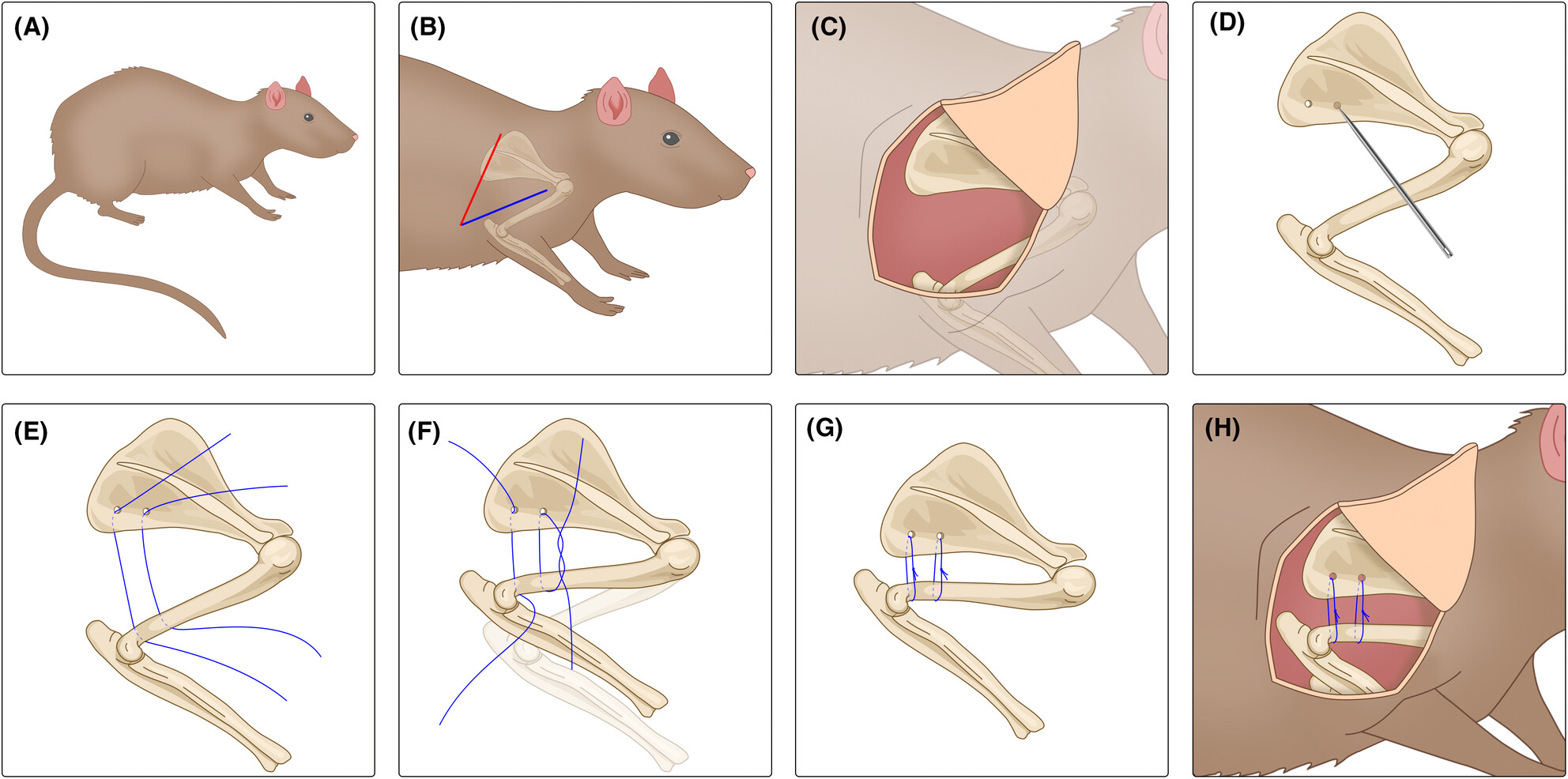 Rat models of frozen shoulder: Classification and evaluation