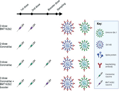 Homologous or heterogenous vaccination boosters enhance neutralizing activities against SARS-CoV-2 Omicron BA.1 variant