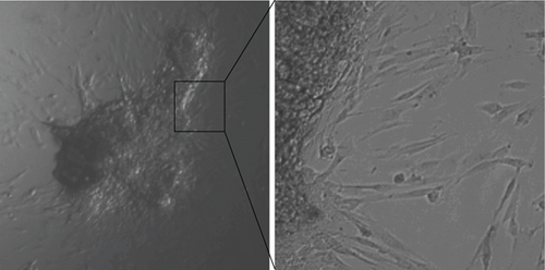 Details are in the caption following the image