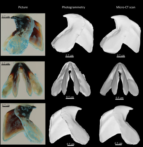 Underwater photogrammetry for close-range 3D imaging of dry-sensitive objects: The case study of cephalopod beaks