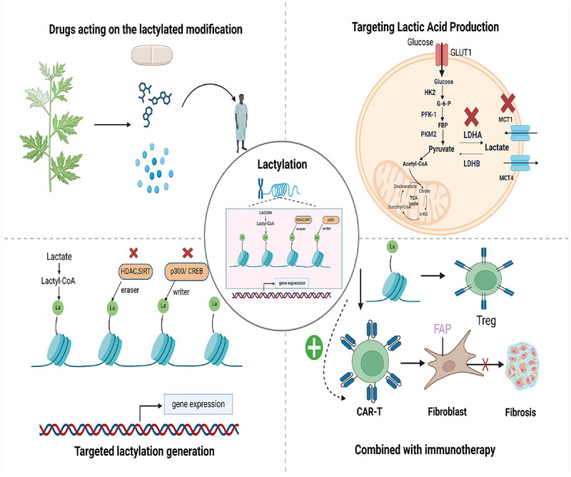 Lactate Metabolism and Lactylation Modification: New Opportunities and Challenges in Cardiovascular Disease